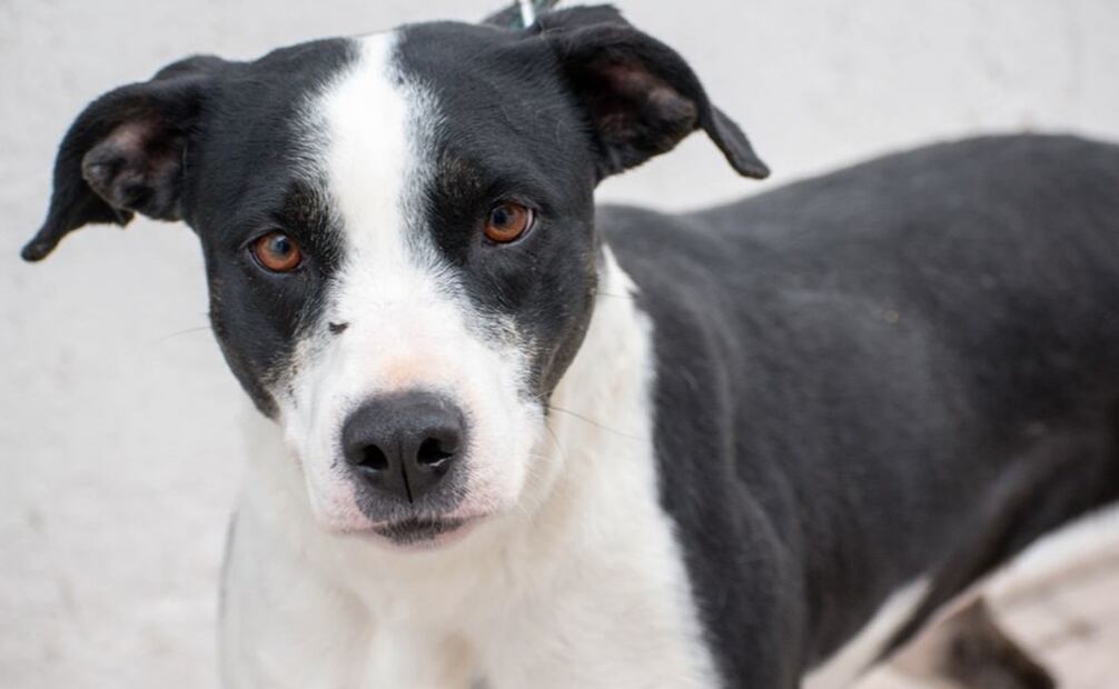 Perritos que esperan en el Centro de Bienestar Animal para recibir una segunda oportunidad. Foto: Especial