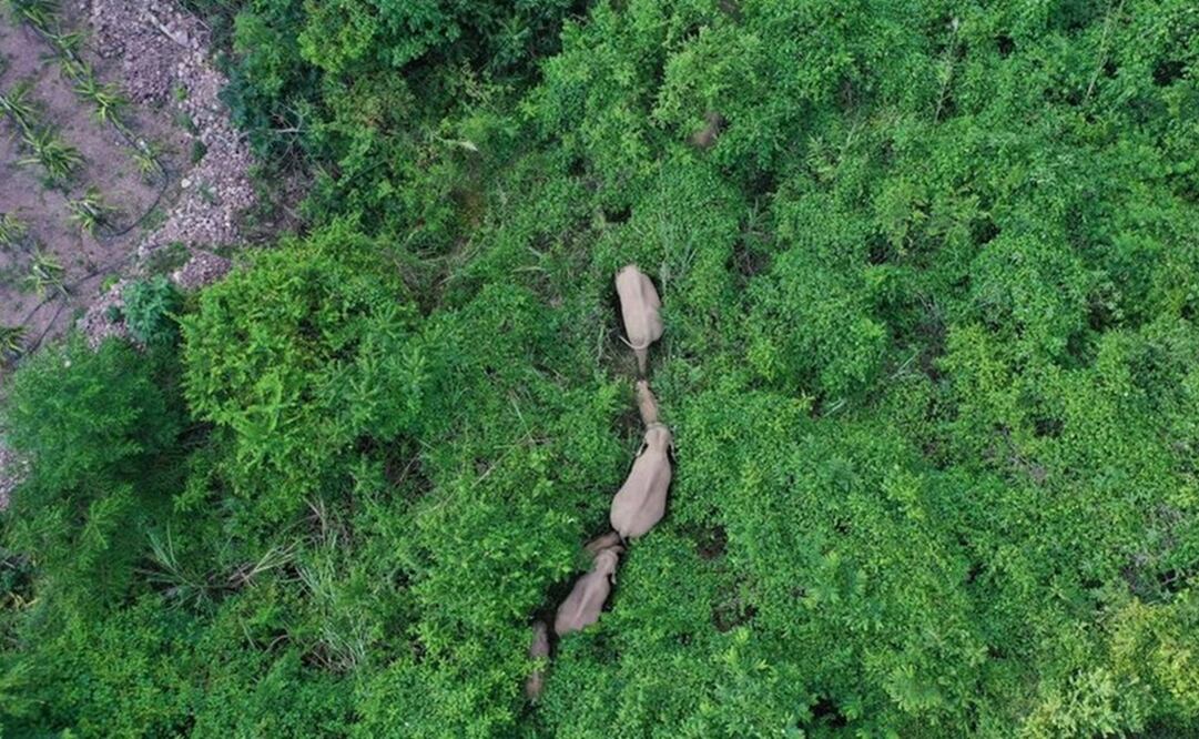 Los científicos desconocen por qué viajaron tan lejos los elefantes. Foto: Getty Images