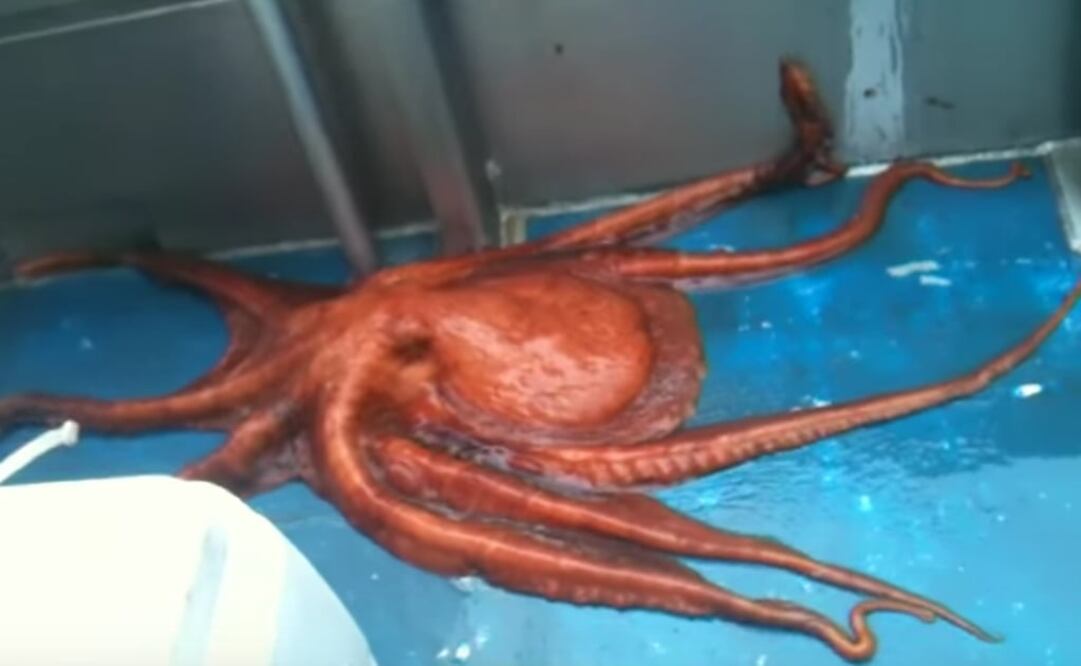 (FOTO: Tomada de Youtube)