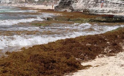 Sargazo en Caribe mexicano es “muy diferente” a otros años: autoridades