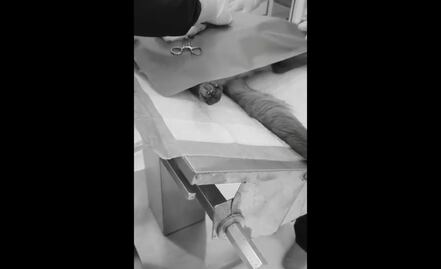 Denuncian a veterinarias por operar a perrita sin anestesia en San Pedro, Nuevo León: VIDEO