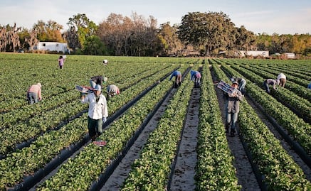 Trabajadores migrantes expulsados son difíciles de reemplazar, admite Trump; hacen el trabajo "de forma natural"