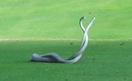Captan en video a dos mambas negras peleando en un campo de golf