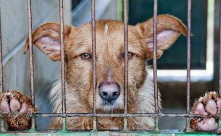 Difunden foto de presunta cabeza de perro en taquería de CDMX  