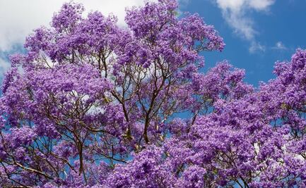 ¿Amas las jacarandas? Este mapa te dice dónde verlas en CDMX