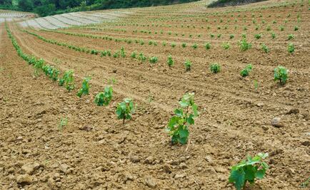 ¿Sabes qué es un terroir?