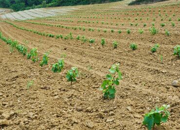 ¿Sabes qué es un terroir?