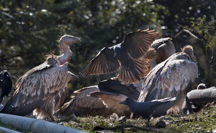 Zopilotes para desviar la atención