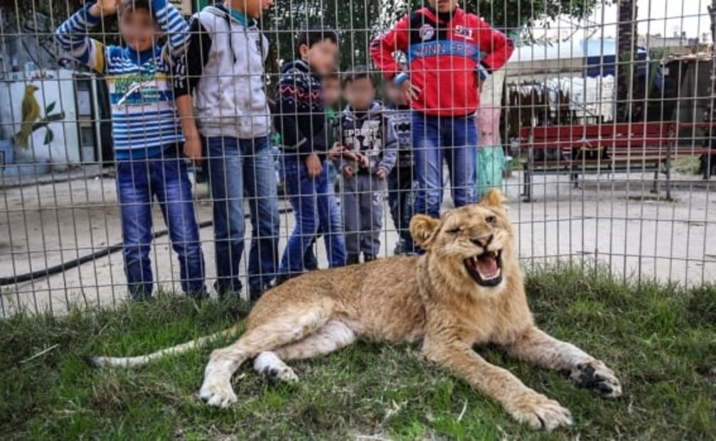 Zoológico de la Franja de Gaza deja jugar a visitantes con leona sin garras