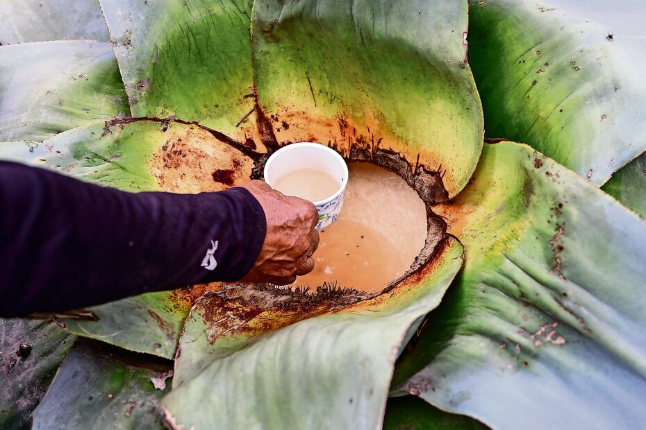 Sembrar magueyes es importante porque son absorbentes de recursos hídricos y parte de la cultura del pueblo. Foto: de Hugo Salvador