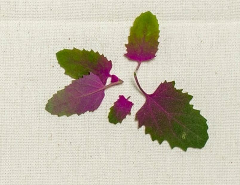 A esto saben las flores y los brotes cuando cocinas con ellos