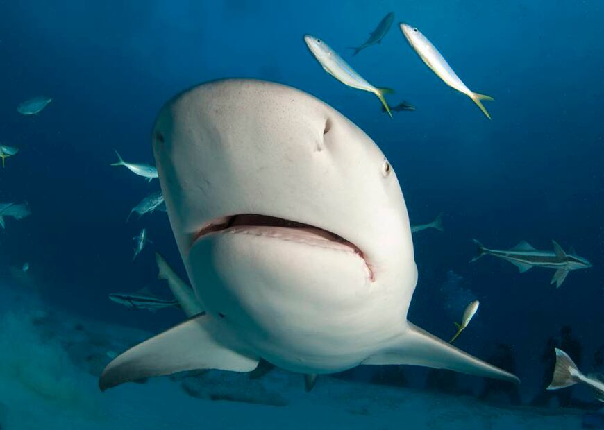 Foto: iStock