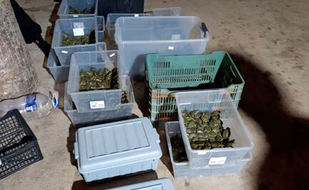 Rescatan a casi 3 mil 500 tortugas que serían traficadas en Chiapas; detienen a un hombre