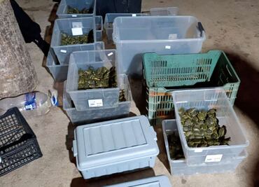 Rescatan a casi 3 mil 500 tortugas que serían traficadas en Chiapas; detienen a un hombre