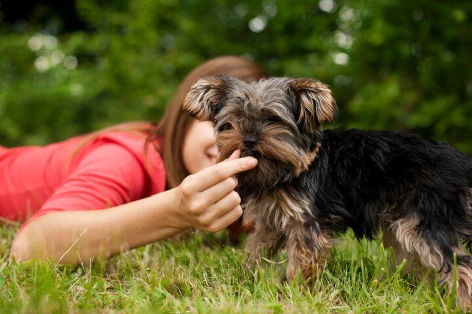 muchos problemas en las mascotas como la ansiedad y el estrés pueden resolverse con la ayuda de juguetes inteligentes que le permitan desarrollarse de manera óptima. 

Foto: Producción El Universal 