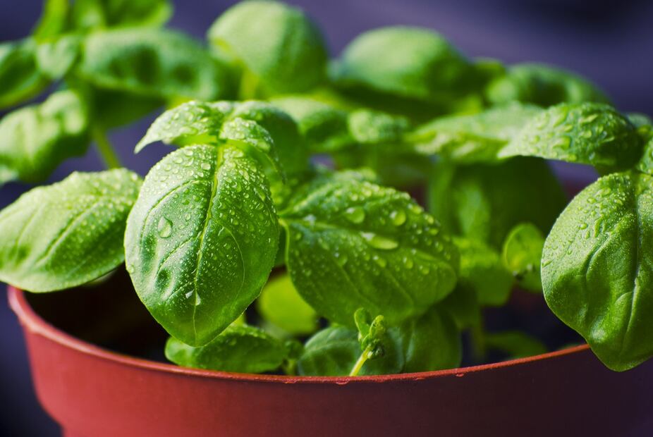 Albahaca. Foto: Pixabay