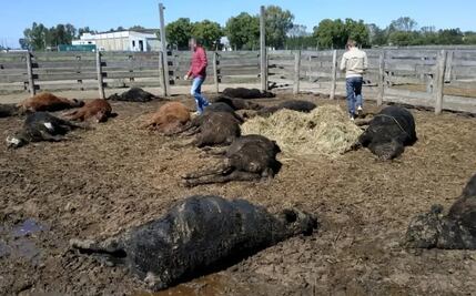 Muerte masiva de terneros conmociona a Argentina; presumen que se intoxicaron con la comida