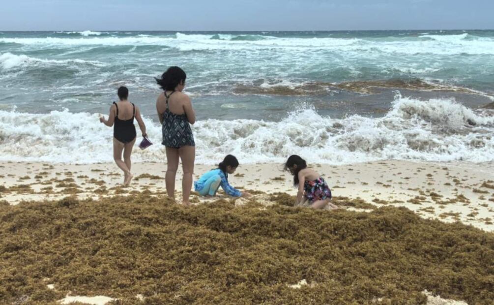 Quintana Roo prepara mesa de trabajo para enfrentar la llegada del sargazo a sus playas (05/06/2025). Foto: Adriana Varillas / EL UNIVERSAL