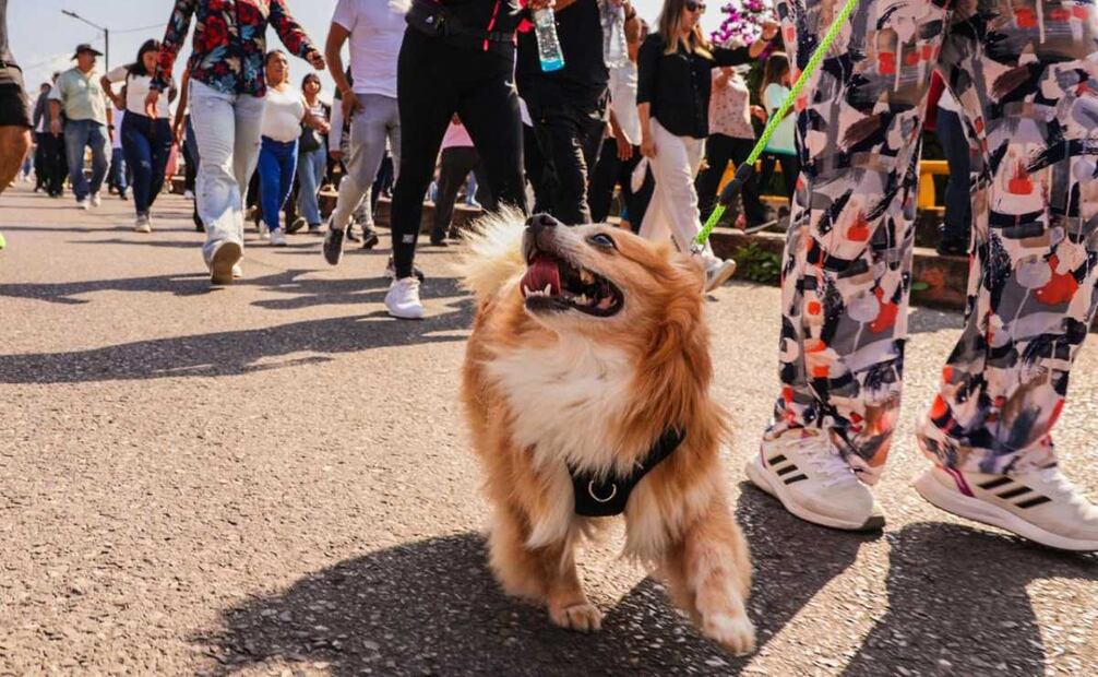 A la convocatoria acudieron familias completas, jóvenes, niñas, niños, personas adultas y hasta animales de compañía. Foto: Especial.