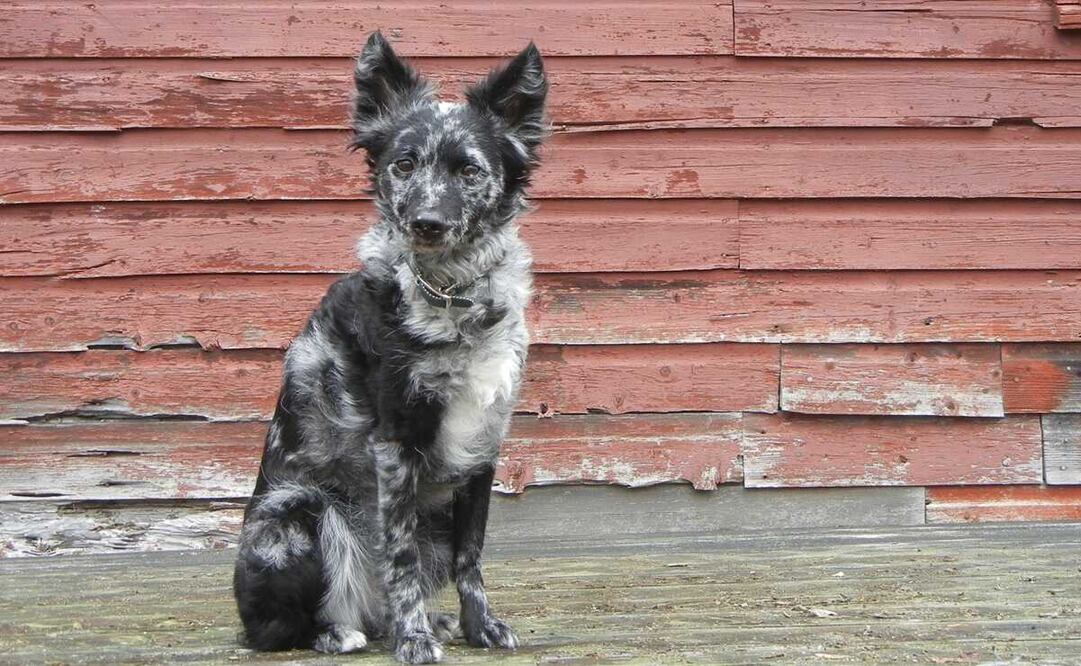 Foto: American Kennel Club/Amanda Haldeman via AP, archivo