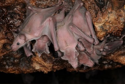 A sanctuary for bats