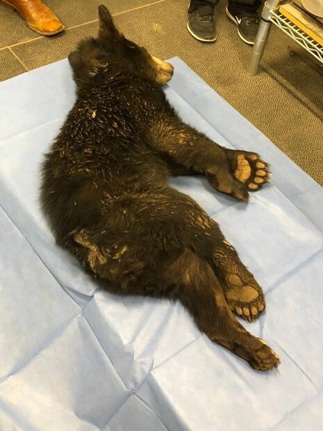 Balean a oso de siete meses en Nuevo León; presentarán denuncia ante la FGR  