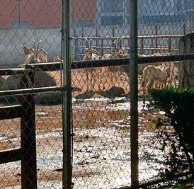 En emergencia el zoológico por descarga de agua
