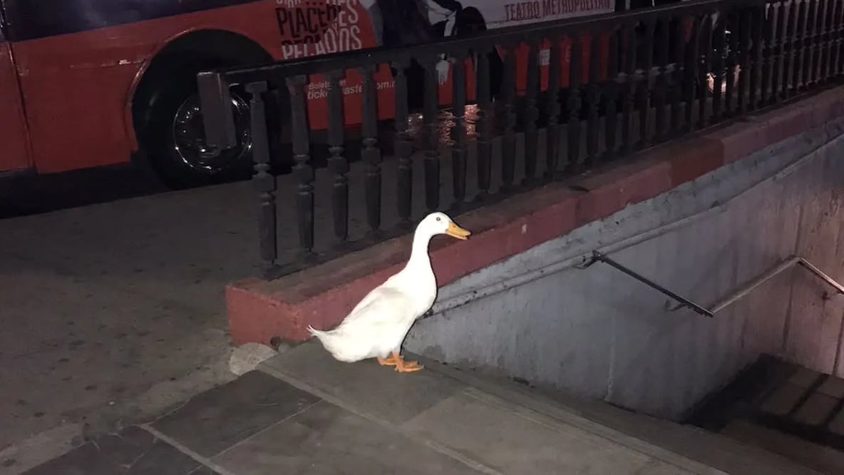 Autoridades de la CDMX pusieron a salvo a un pato que intentó ingresar al Metro Chapultepec Foto: Especial