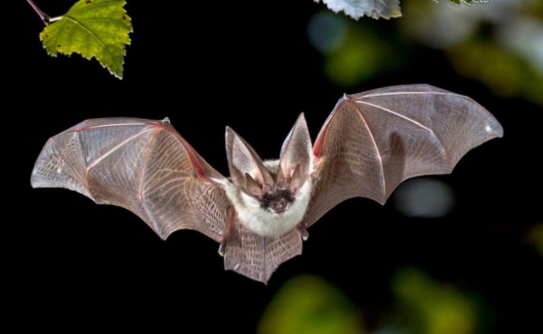 Los murciélagos no son tan peligrosos como la cultura popular a veces sugiere y brindan muchos beneficios al ecosistema. Fuente: Freepik.