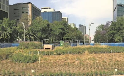 Sorprende la ausencia del ahuehuete en Reforma
