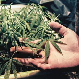 PRD, por venta legal de marihuana