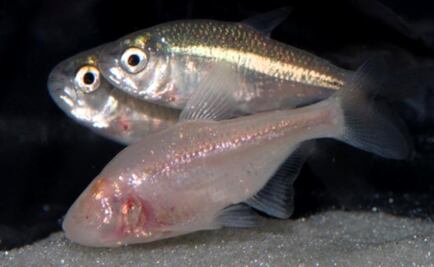 Mexican tetra fish holds the key to heart regeneration