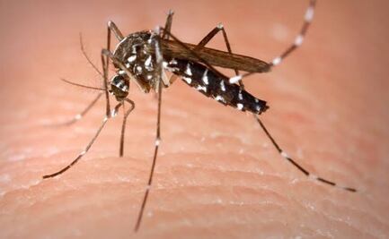 Primer caso de dengue por relaciones sexuales entre hombres, registrado en España