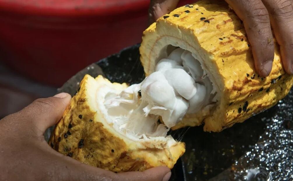 Cacao Ecuatoriano. Foto: Pacari / Instagram