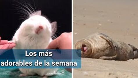 Los videos más adorables y divertidos de la semana