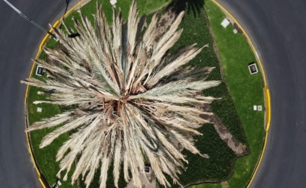 A la de Reforma se unen más palmeras en la CDMX; han muerto 189 por plagas