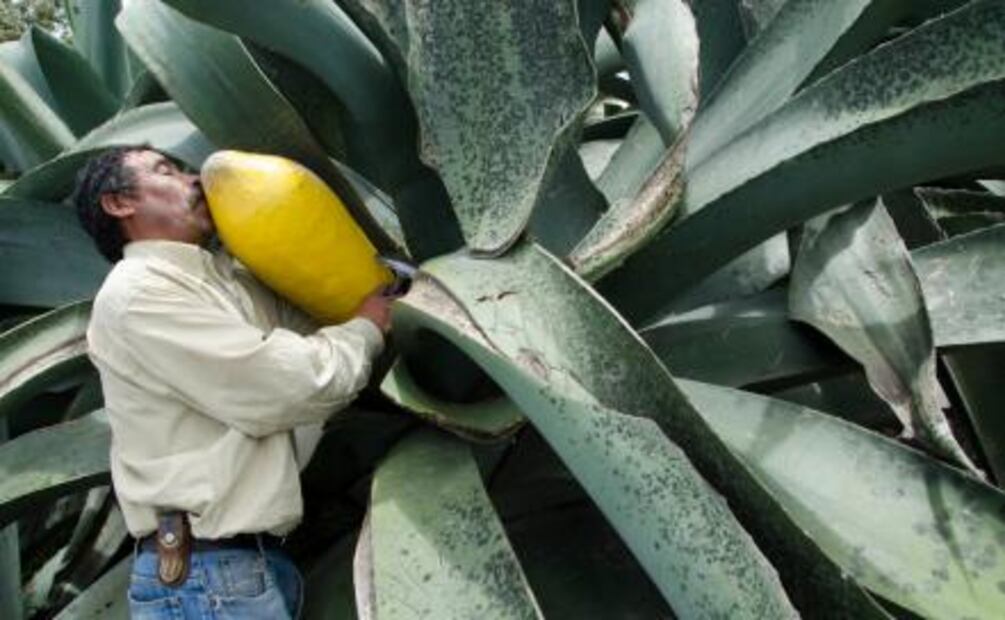 Conoce los destilados mexicanos