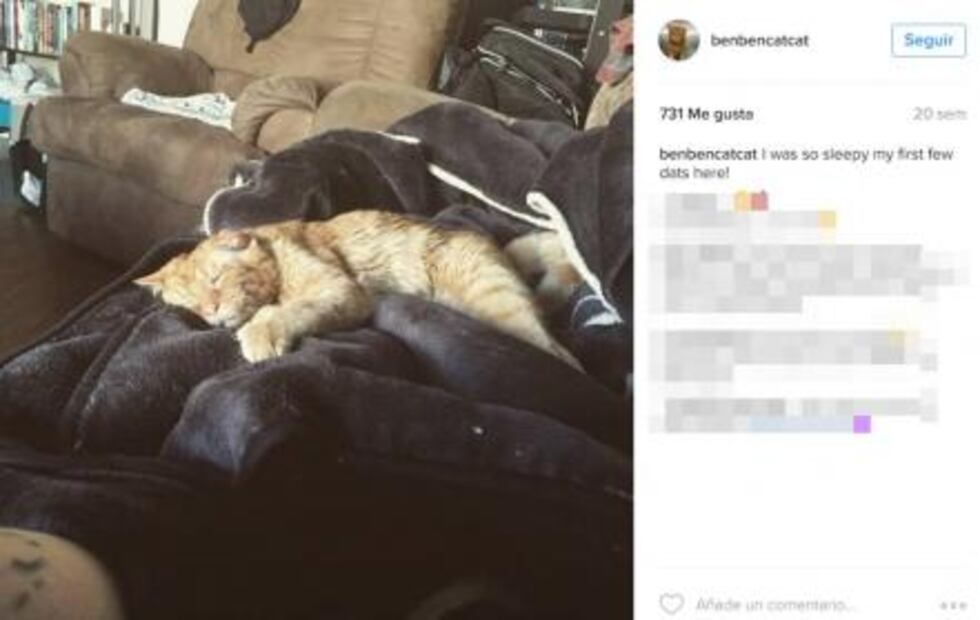 Mujer salva de morir al gato "más triste" del mundo