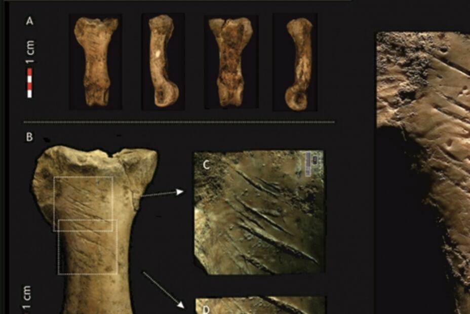 Hallan el último collar de los neandertales, hecho de garras de águila