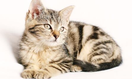 Gatito disfruta de su sesión de barbería casera y enamora en la red