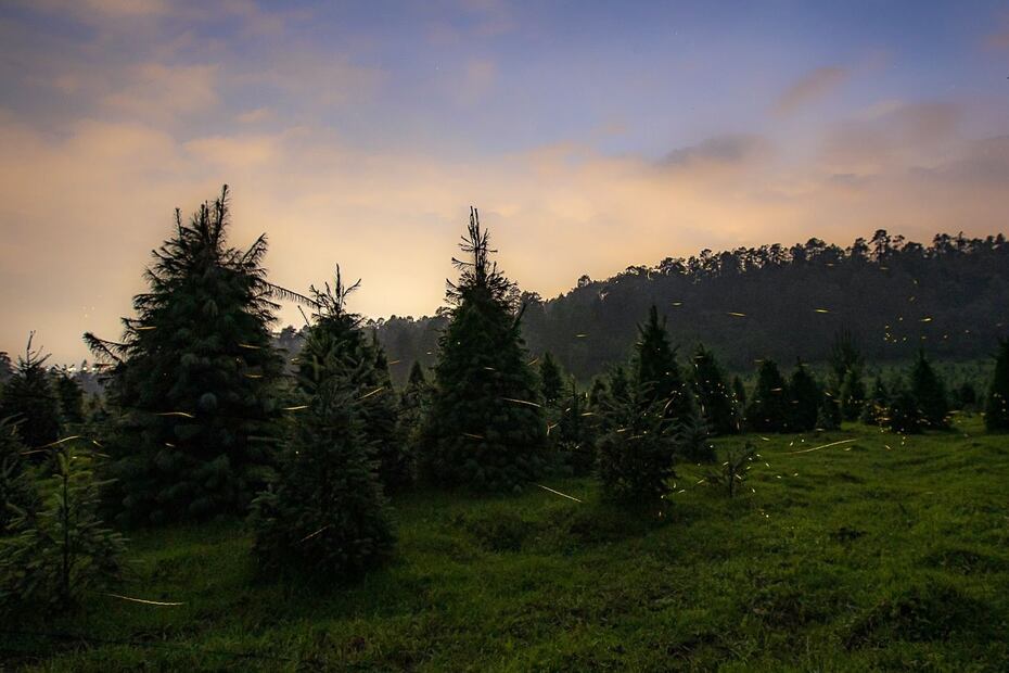 La recepción en los ecoparques es de 18:30 a 19:30 horas y la duración de la observación depende de cada sitio. (Foto: especial)