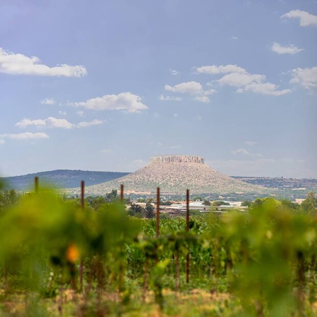 Foto: Vinícola Santa Elena