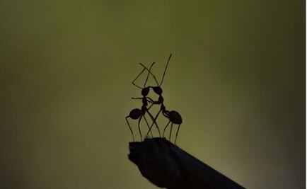 Fotógrafa captura la "vida diaria" de los insectos