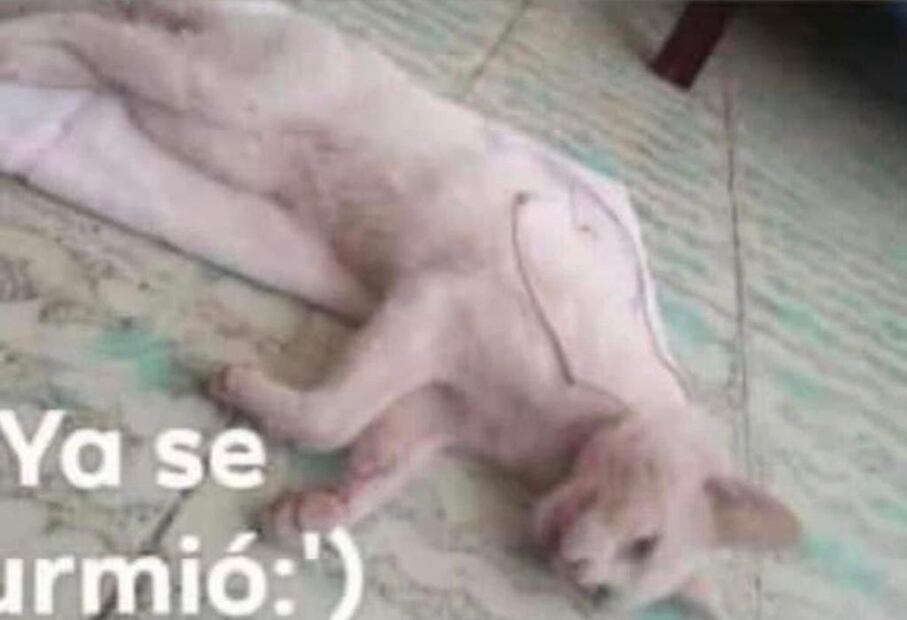 Foto: Especial