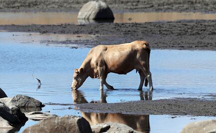 Una niña por 50 vacas: la realidad del matrimonio infantil en Sudán del Sur