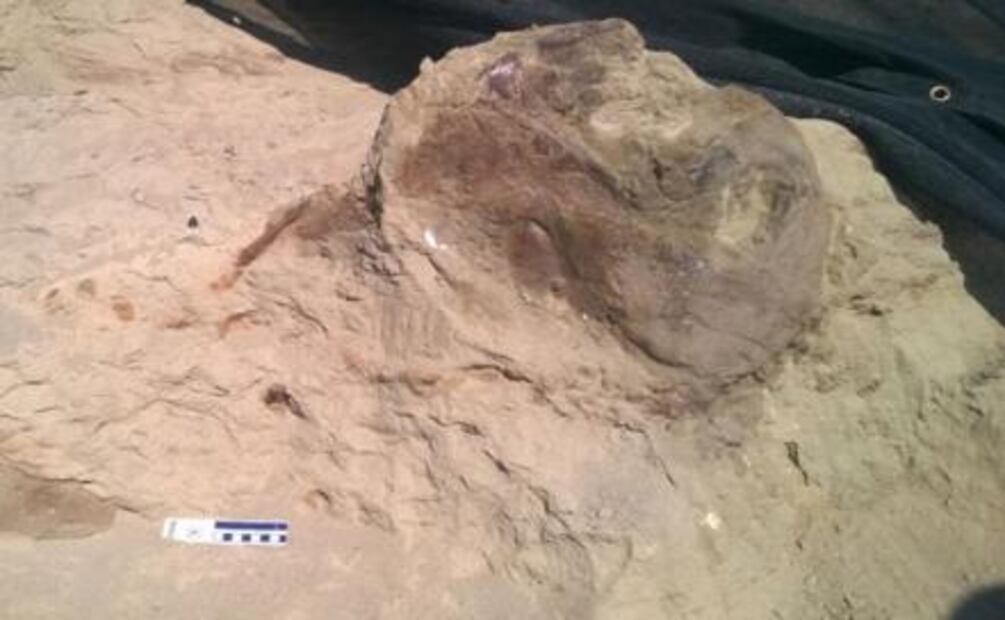 Encuentran el cráneo más grande de un Tyrannosaurus rex