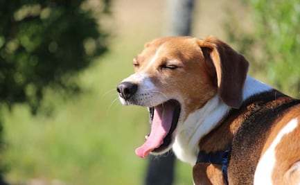 Habrá ambiente muy caluroso y hasta 32 grados de temperatura este lunes en la CDMX