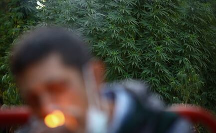 SCJN avala prórroga de diputados para discutir y aprobar legalización de la marihuana con fines lúdicos
