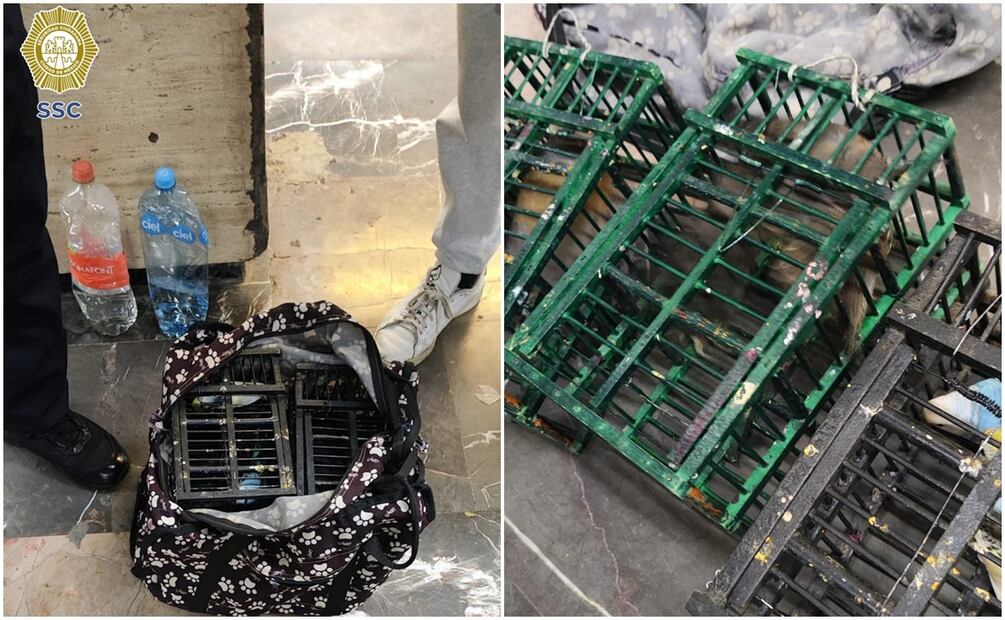 Este 22 de noviembre fue detenido un hombre en el Metro Indios Verdes luego de que policías descubrieran que transportaba 5 aves sin los permisos correspondientes. Foto: Especial