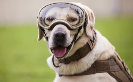 Frida, the beloved rescue dog, retires